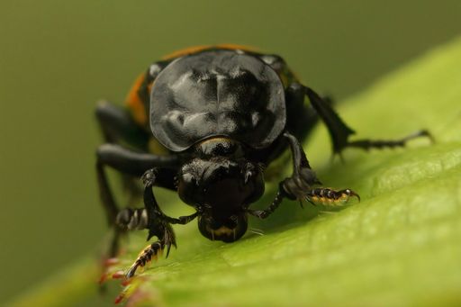Frontal closeup on the common sexton beetle, Nicrophorus vespilloides sitting on a green leaf