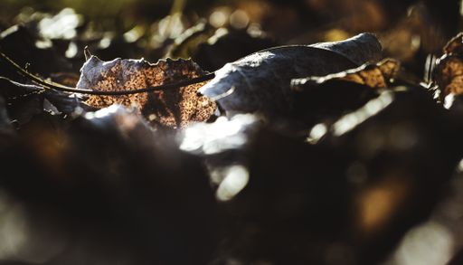 A selective focus of fallen leaves on the ground with bokeh light effects