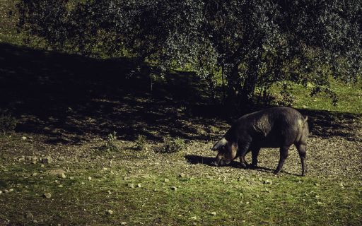 A farm pig freely roaming outdoors in the field with tees on a sunny day