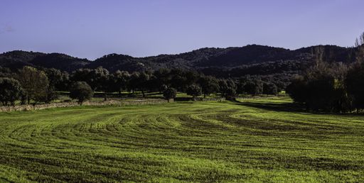 A beautiful picture of a green field against a foliage forest and mountains