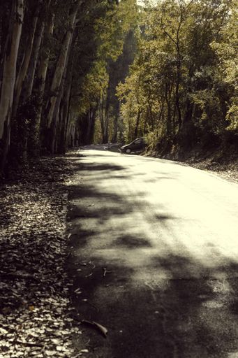 A beautiful vertical picture of a road surrounded by golden leaves and trees in autumn