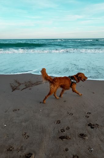 A vertical shot of a golden retriever with a ball in its mouth on a beach