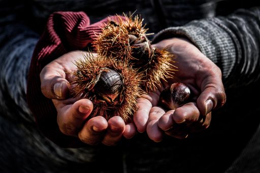 A closeup shot of mans hand holding ripe chestnuts