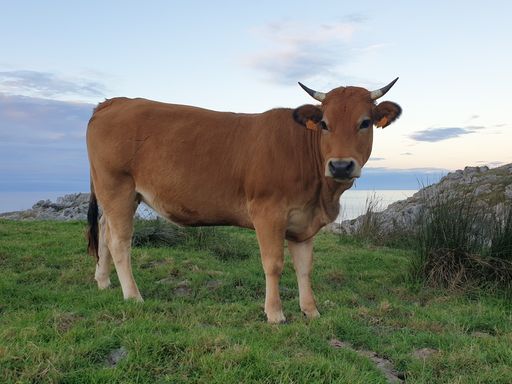 The close-up shot of a light brown cow.