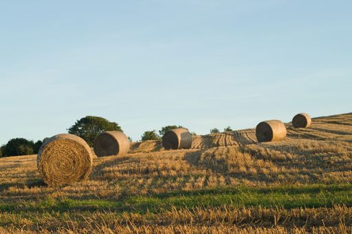 The hay bales in the field at countryside under the blue sky