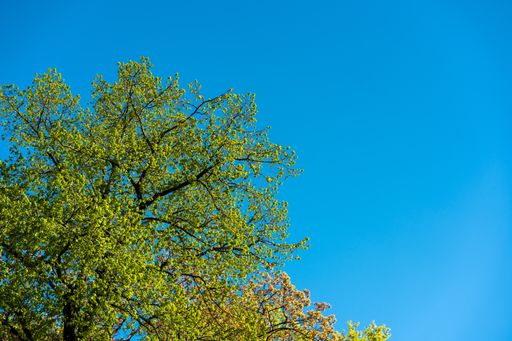 A beautiful shot of a maidenhair tree on  a daylight