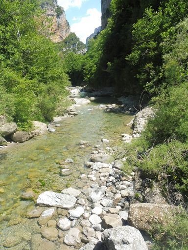 A vertical shot of a shallow river surrounded by trees flowing through the stones on a sunny day