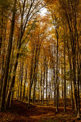 A vertical shot of a beautiful forest during autumn with vibrant yellow leaves on the trees