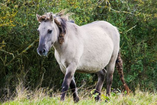 A white wild pony in a field