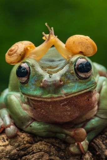 Close-up of a dumpy white tree frog, litoria caerulea, with snails on its head, showcasing nature's unique interactions in a vivid green background.