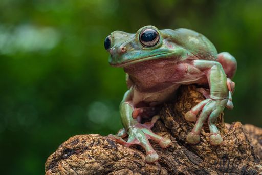 Close-up of a Dumpy White Tree Frog, Litoria Caerulea, perched on a branch with a blurred green background.