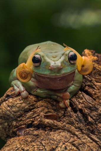 Close-up of a White Lipped Tree Frog, Litoria infrafrenata, with snails on its head, showcasing unique wildlife interaction in a natural setting.