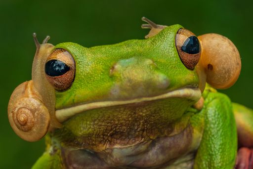 Close-up of a White Lipped Tree Frog, Litoria infrafrenata, with snails on its head, showcasing unique wildlife interaction in a natural setting.