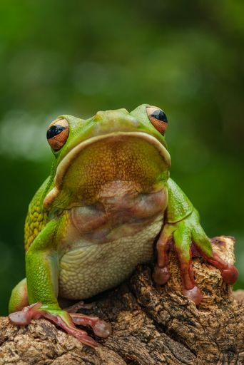 Close-up of a vibrant white lipped tree frog, Litoria infrafrenata, perched on a branch with a blurred green background.