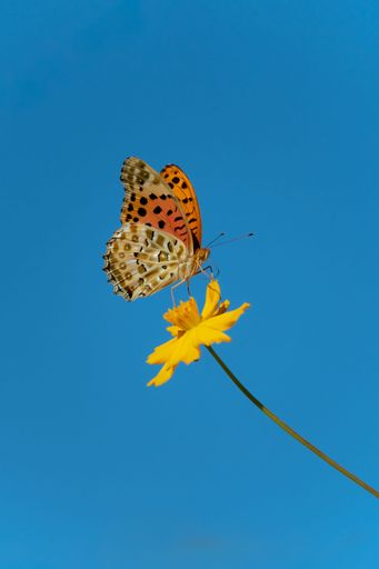 A vibrant butterfly perched on a yellow flower with a clear blue sky background, symbolizing nature, summer beauty, and peaceful outdoor wildlife.