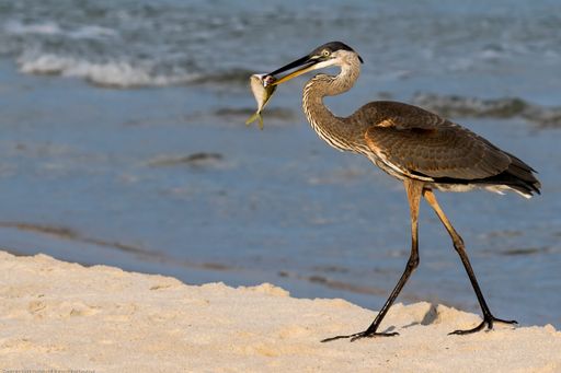 A great blue heron with a fish in its beak at the beach in Gulf Shores, Alabama, USA