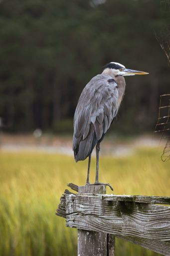 A vertical shot of a heron on a fence in a farm