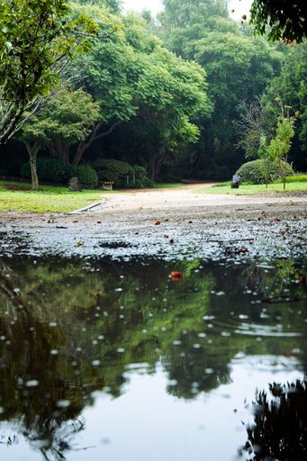 A vertical shot of growing vegetation reflecting on a puddle