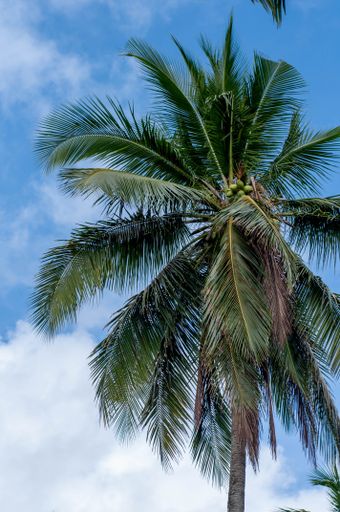 A vertical low angle shot of a palm tree on a cloudy sky backgroun