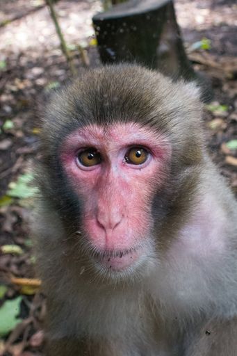 A vertical closeup of the Japanese macaque. Animal portrait.