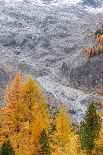 A vertical shot of snowy landscapes in the background of colorful coniferous trees