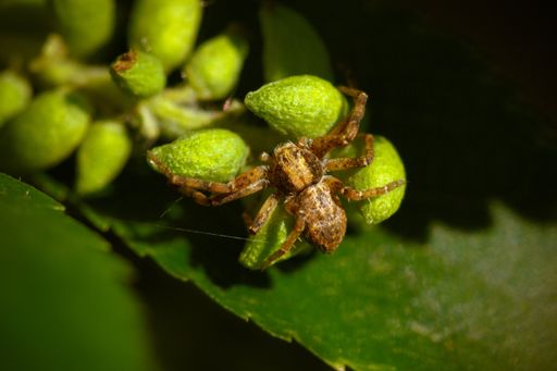 The closeup shot of a spider on the green leaf of a plant