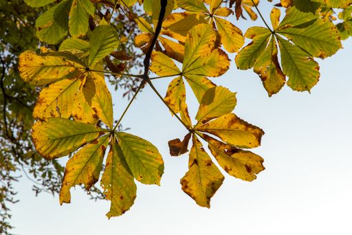 A low-angle shot of chestnut leaves against a clear blue sky