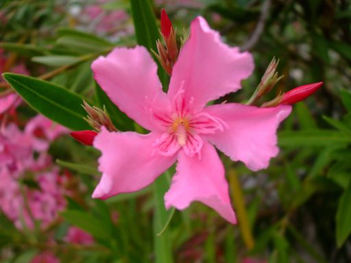 A closeup shot of a pink Peruvian Lily with a blurry background