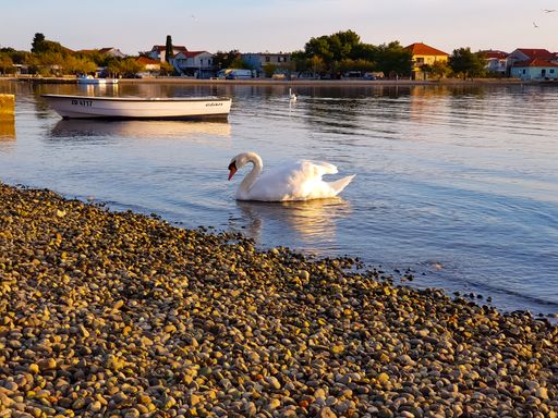 A white swan near the boat in the lake during the daytime