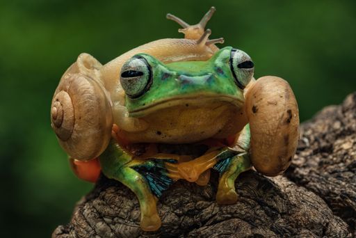 A close-up of a vibrant green flying frog, Rhacophorus reinwardtii, with Snails on its Head against a blurred green background