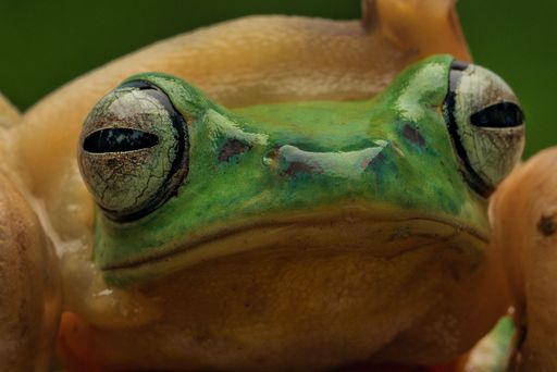 A close-up of a vibrant Green Flying Frog, Rhacophorus reinwardtii, perched on a textured branch with a blurred green background.