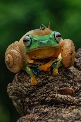 A close-up of a vibrant green flying frog, Rhacophorus reinwardtii, with Snails on its Head against a blurred green background