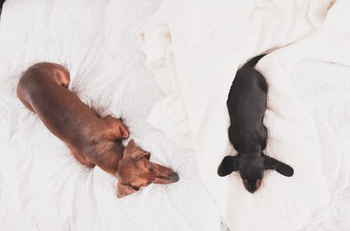 A beautiful vertical shot of Dachshund puppies lying on the bed