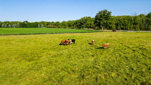 Aerial view of cows grazing in a lush green pasture under a clear blue sky, surrounded by trees and fields.