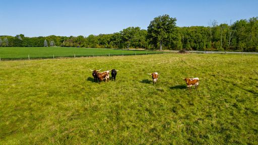 Aerial view of cows grazing in a lush green pasture with trees in the background under a clear blue sky.