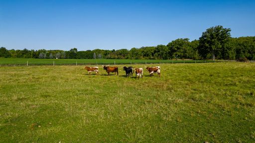 Cows grazing in a lush green pasture under a clear blue sky with a forest backdrop, showcasing rural tranquility.