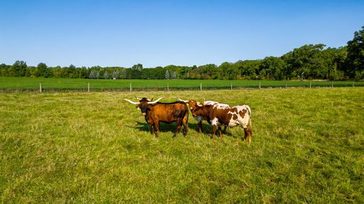 Cows standing in a lush green field with a clear blue sky and distant trees, showcasing rural life.