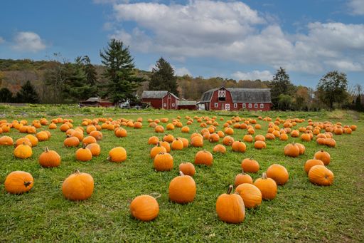 Ripe pumpkins ready for harvest at a pumpkin patch farm