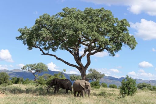 A beautiful view of elephants passing by the Marula tree in Kruger National Park, South Africa