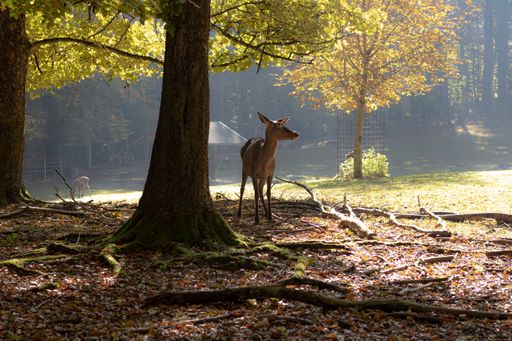 A reindeer beside a big tree