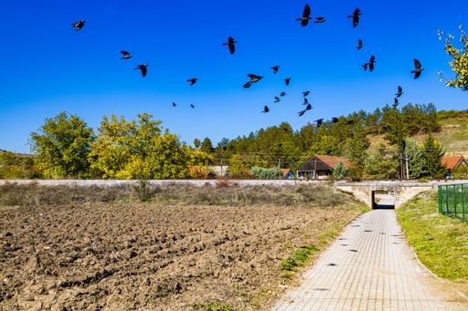 A beautiful view of the flock of the birds flying above the green bushy trees at the villages