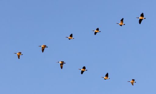 A flock of beautiful lovely wild Canada geese flying high in the blue sky on a sunny day