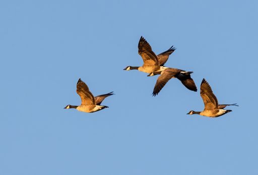 A flock of beautiful lovely wild Canada geese flying high in the blue sky on a sunny day