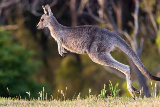 A beautiful view of a wild kangaroo jumping at the field on a sunny day
