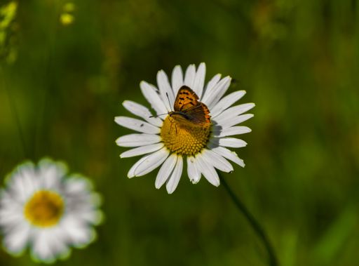 A closeup shot of an orange butterfly on a daisy flower