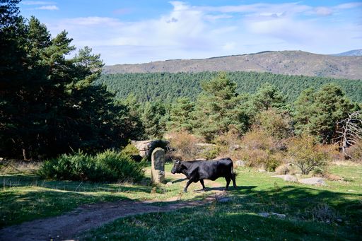 A black bull running in the field on a sunny day