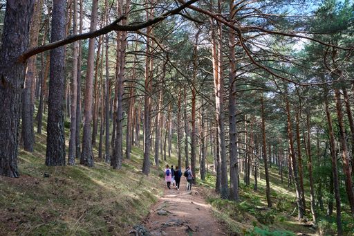 A group of hikers walking in the forest in spring