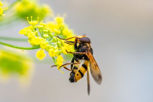 A bee on a fennel flower to collect pollen in summer