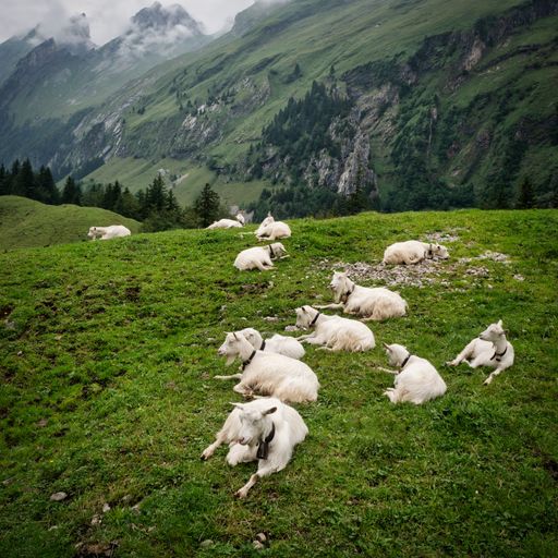 A herd of goats lying and resting in the green field
