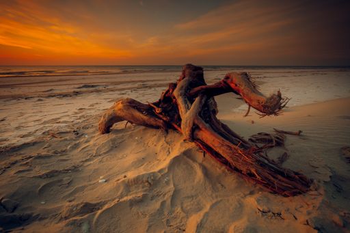 The tree stump on the beach at sunset in the coast of Baltic Sea, Lithuania